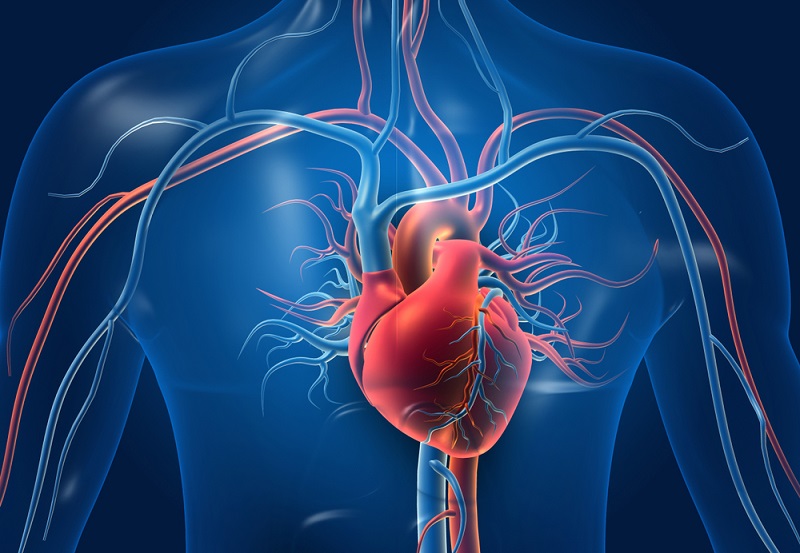 Conheça alguns mitos sobre o coração. Crédito: Explode / Shutterstock