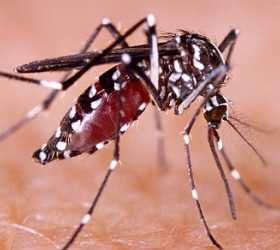 Epidemia pode ocorrer com descoberta de nova linhagem do vírus da zika