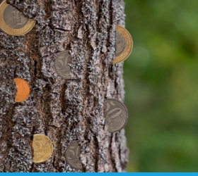Por meio de combinações de enxertos, Instituto de Longevidade MAG cria árvore de dinheiro