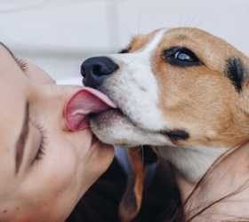 Costume de beijar animais na boca? Veja os males que isso pode causar à sua saúde
